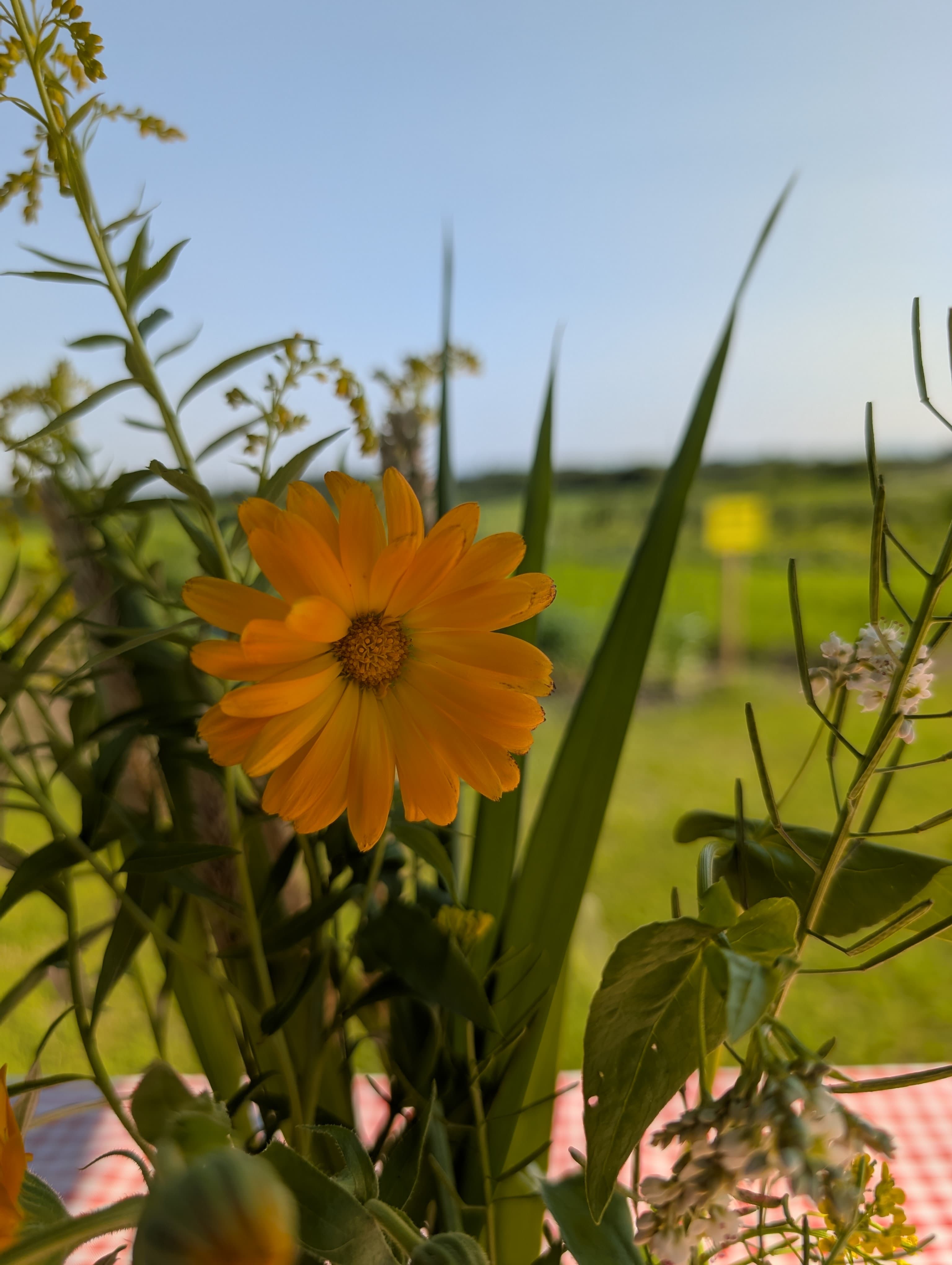 Fleur de calendula