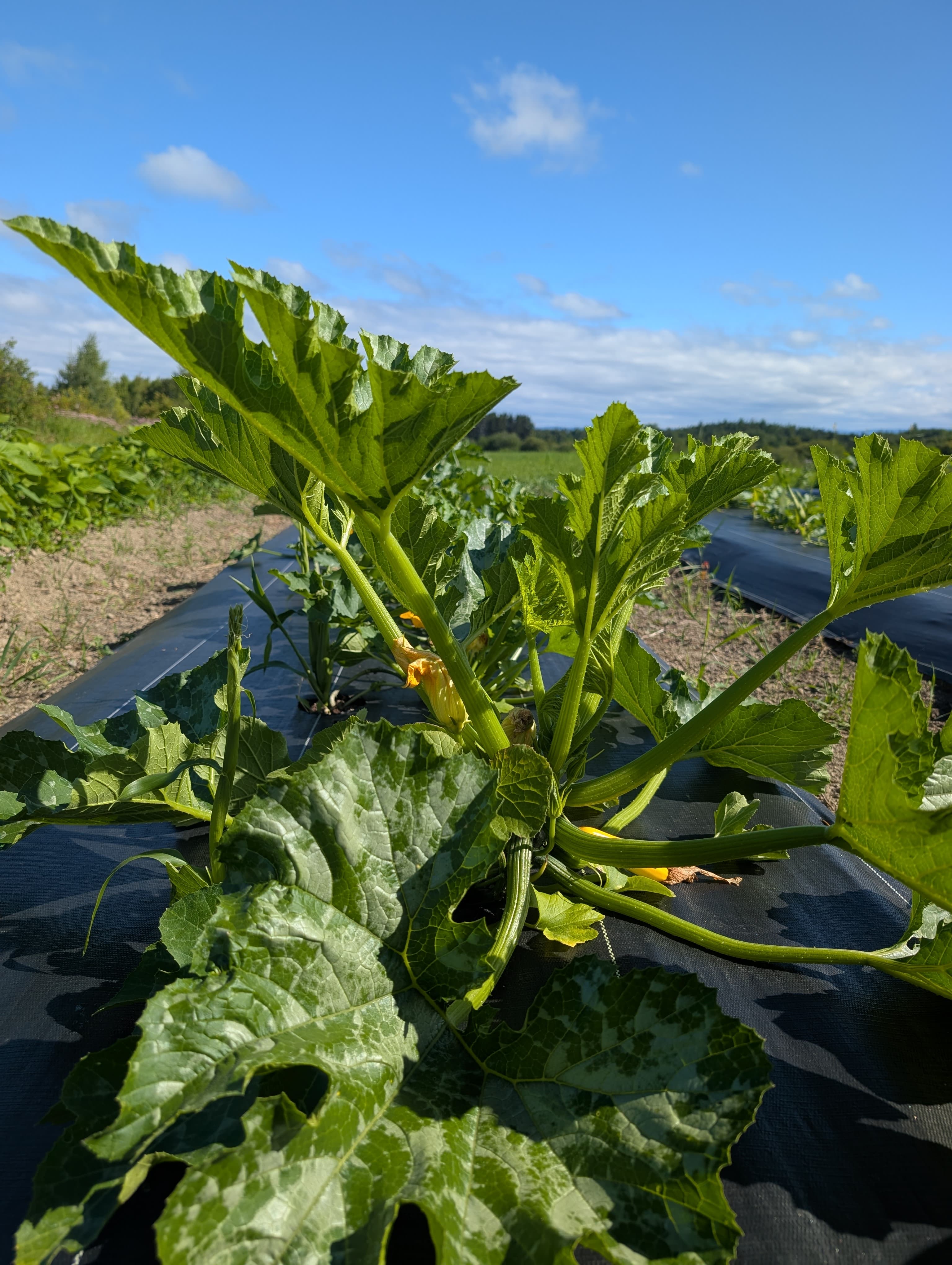 Plants de courgettes