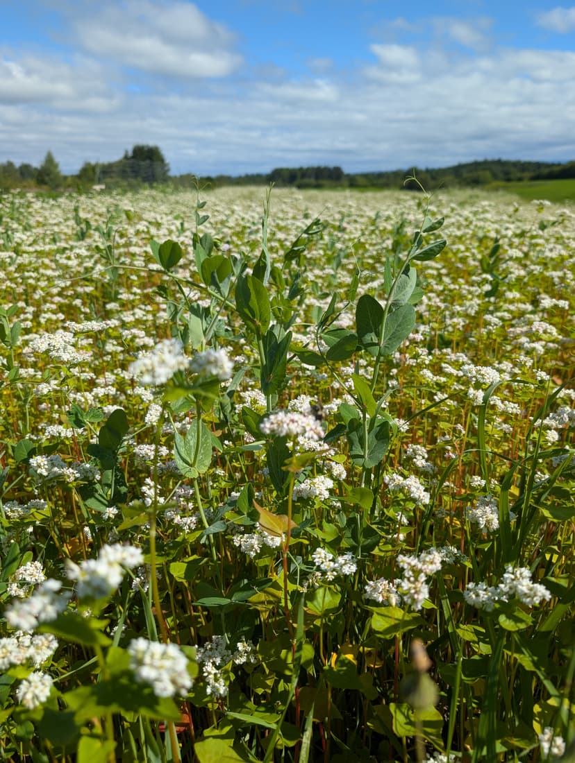 Champ de sarrasin en fleurs au Cafe Maraicher