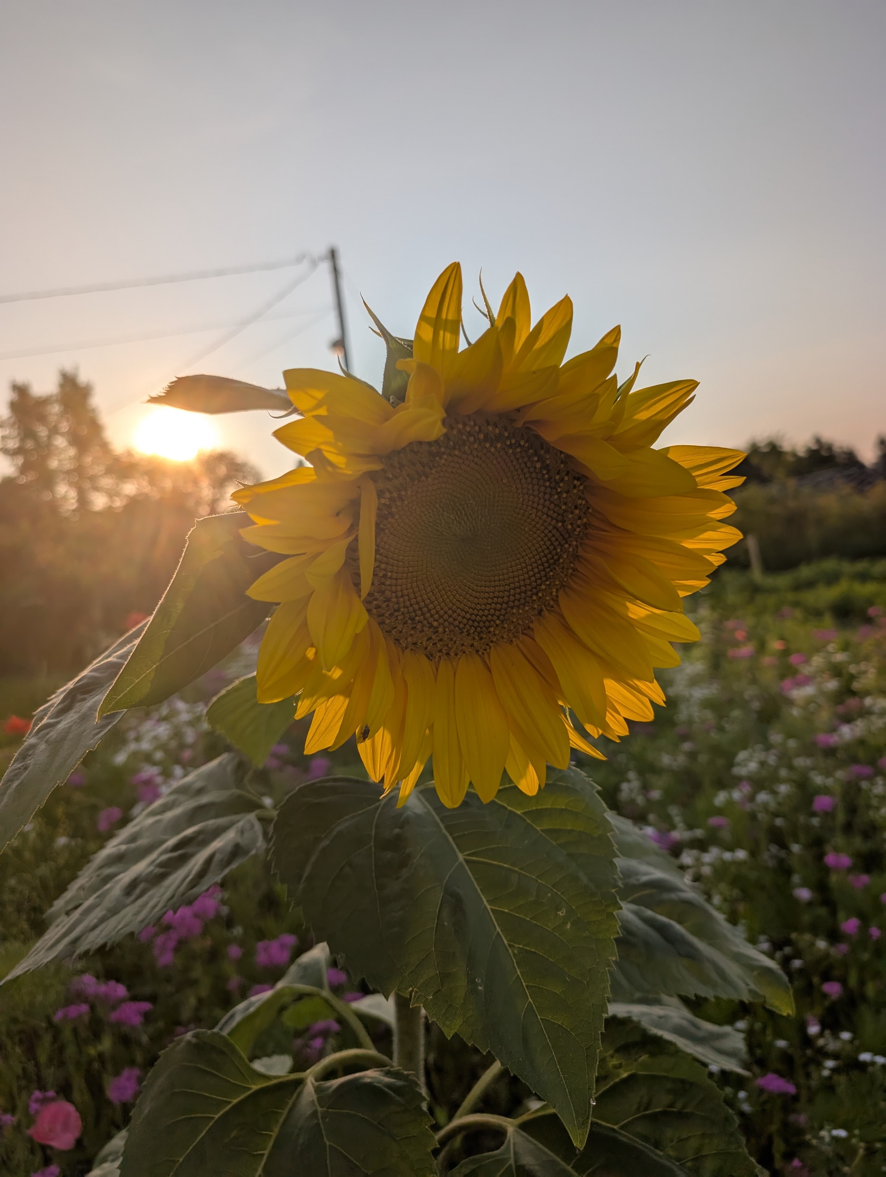 Tournesol au coucher du soleil