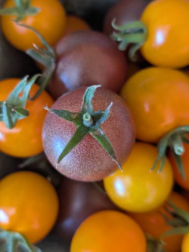 Tomates cerises colorées
